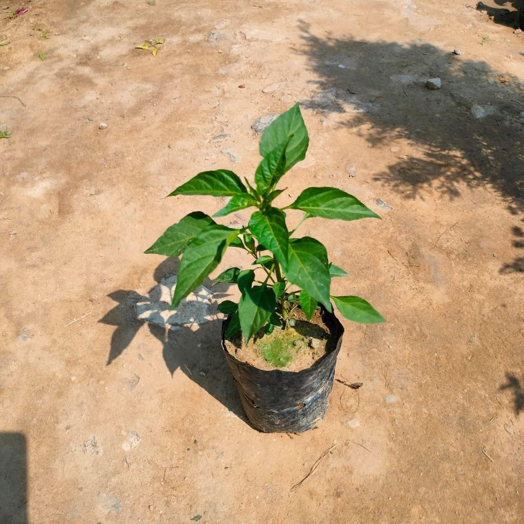 Buy Mirchi / Chilli Plant in 4 Inch Nursery bag Online | Urvann.com Mirchi / Chilli Plant in 4 Inch Nursery bag