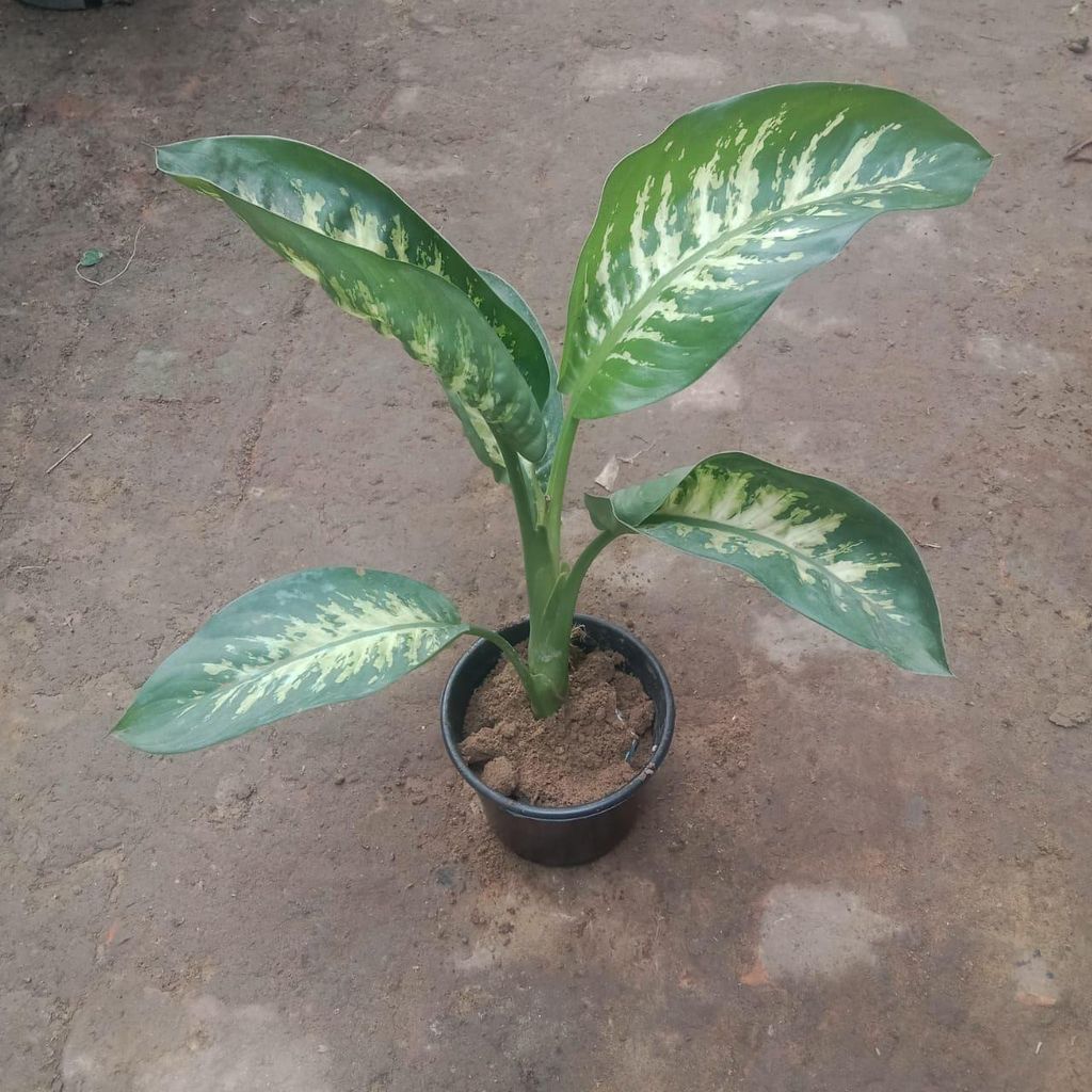 Dieffenbachia in 6 Inch Nursery Pot