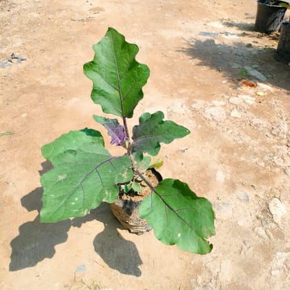 Buy Bagain / Brinjal / Eggplant in 4 Inch Nursery Bag Online | Urvann.com
