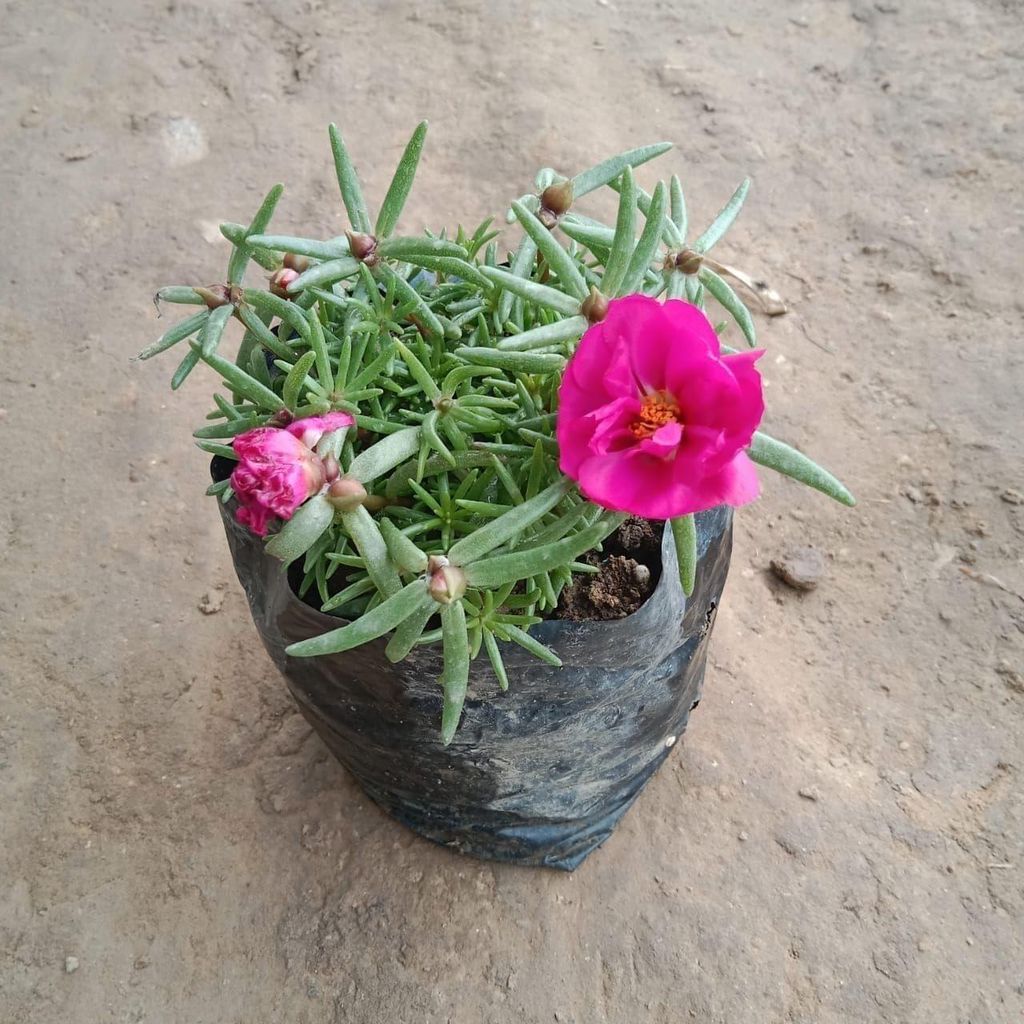 Portulaca (Any Colour) In 4 Inch Nursery Bag