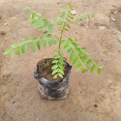 Buy Curry Patta (Big Leaf) In 6 Inch Nursery Bag Online | Urvann.com