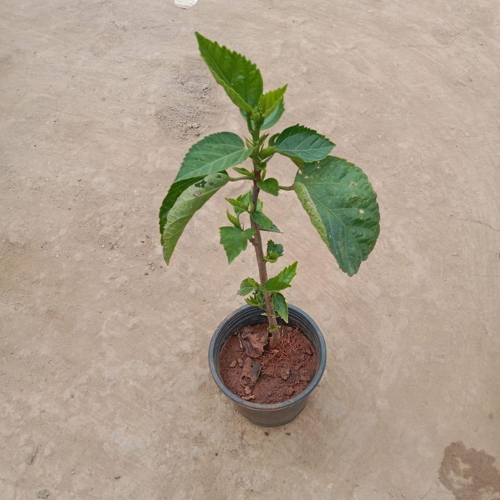 Buy Hibiscus Sapling (Any Colour) In 4 Inch Nursery Bag Online | Urvann.com Hibiscus / Gudhal Sapling (Any Colour) in 4 Inch Nursery Bag