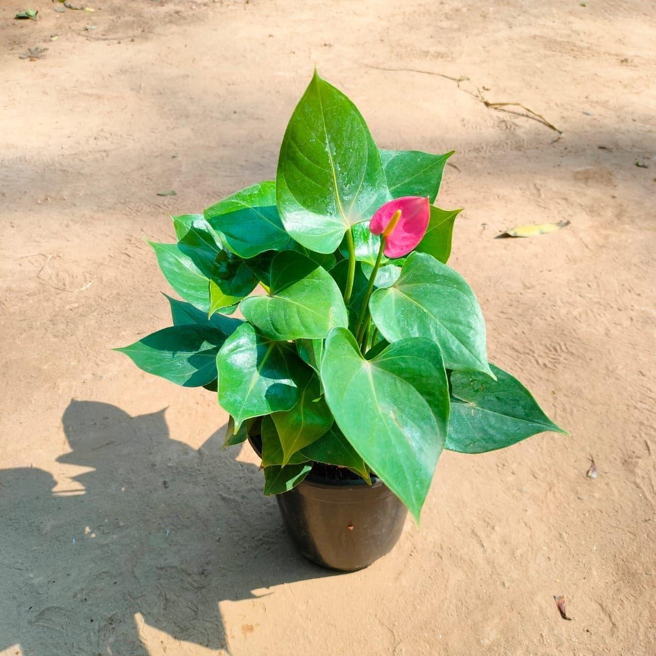 Anthurium Champion Pink in 5 Inch Nursery Pot