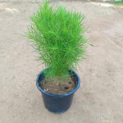 Buy Kochia in 8 Inch Plastic Pot Online | Urvann.com