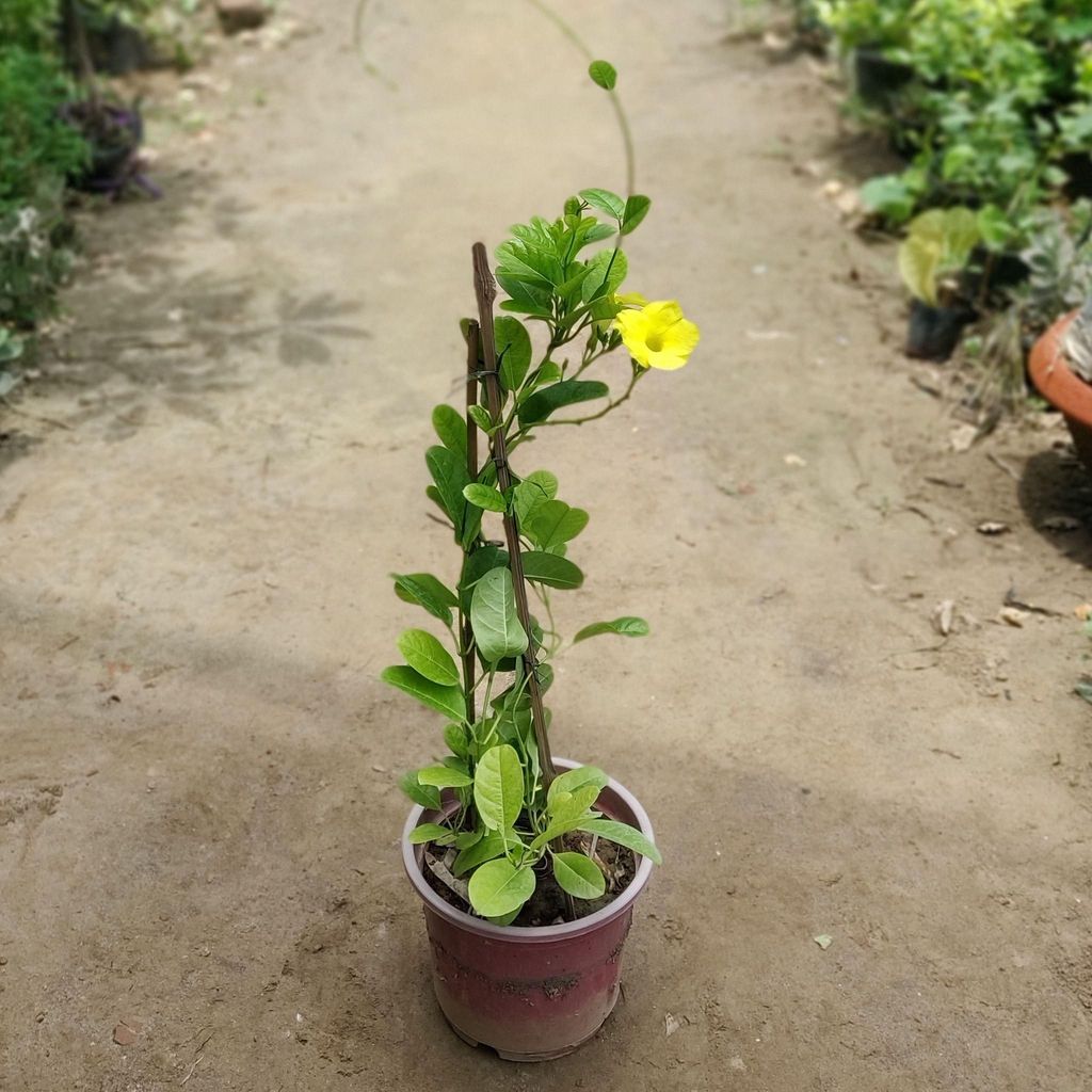 Yellow Allamanda Creeper in 8 Inch Nursery Pot
