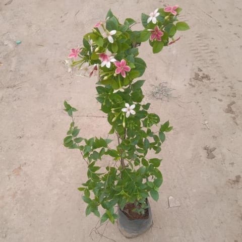 Madhumalti / Jhumka Bel / Rangoon Creeper in 8 Inch Nursery Bag