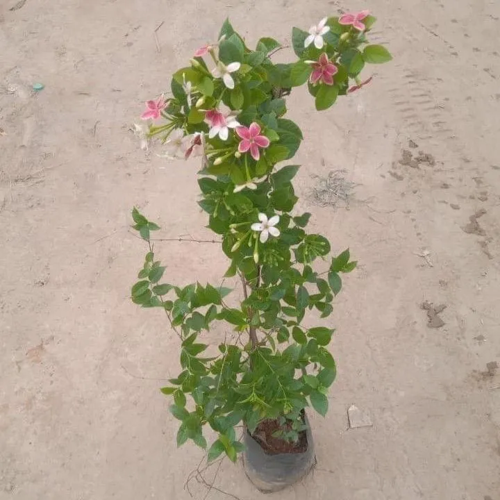 Madhumalti / Jhumka Bel / Rangoon Creeper in 8 Inch Nursery Bag