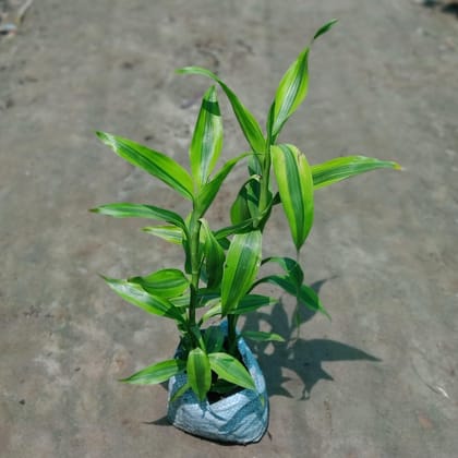 Buy Lucky Bamboo in 5 Inch Nursery Bag Online | Urvann.com