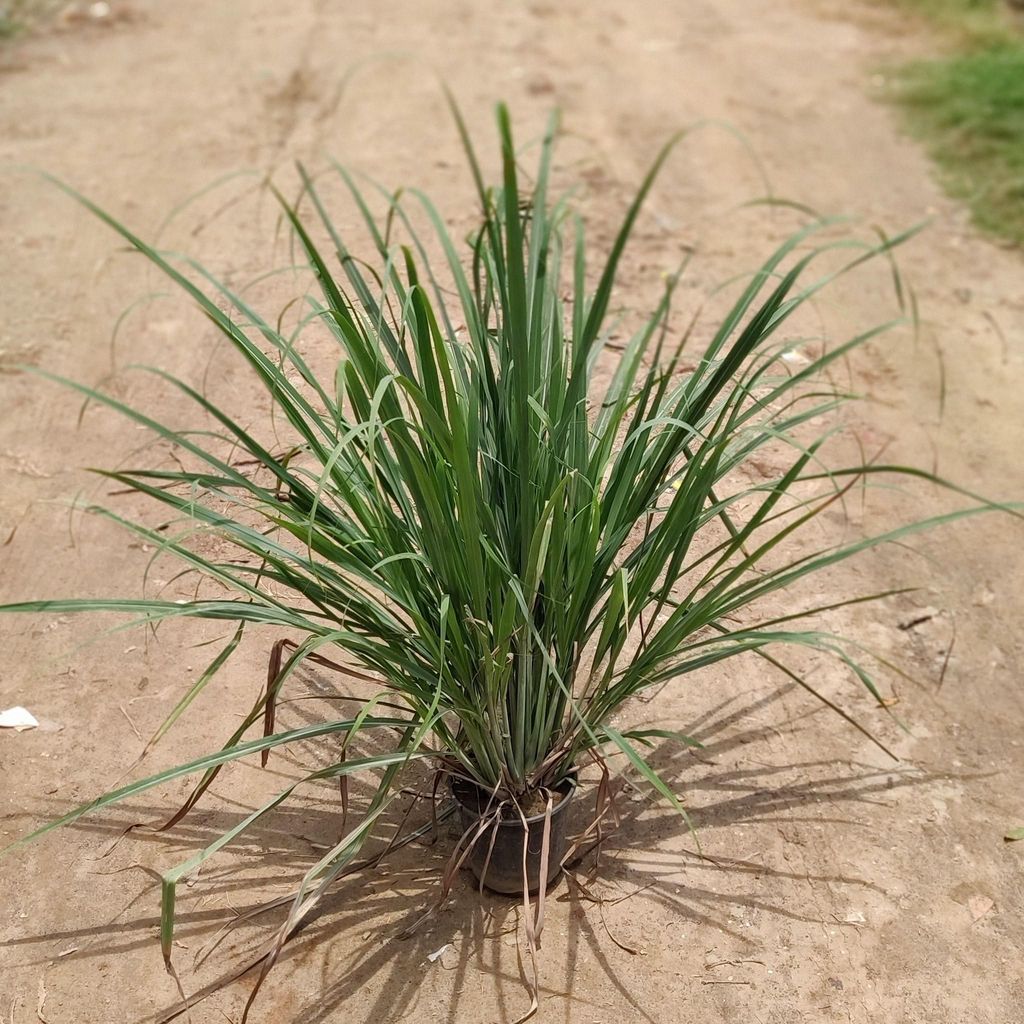 Lemongrass (~3 Ft.) in 6 Inch Nursery Pot