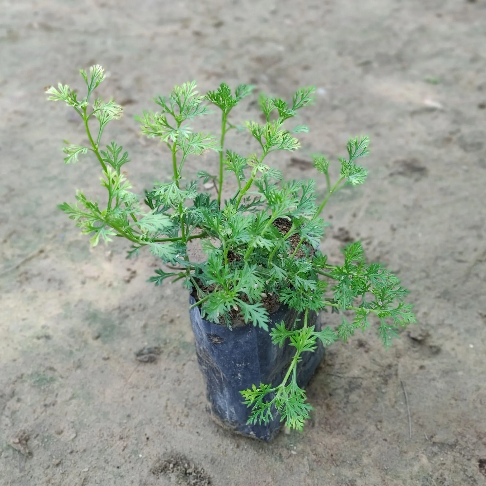 Set of 2 - Verbena White (All Season) in 4 inch Nursery Bag
