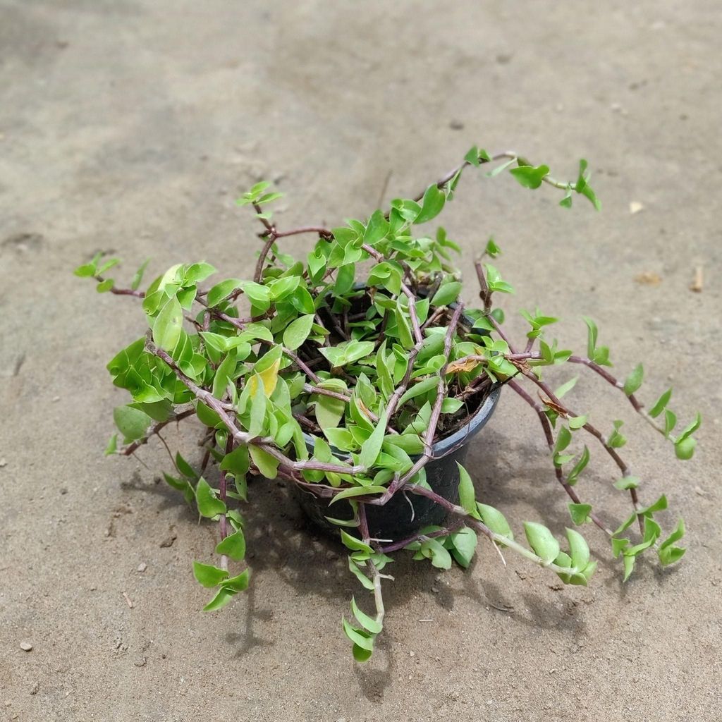 Turtle Vine in 4 Inch Nursery Pot