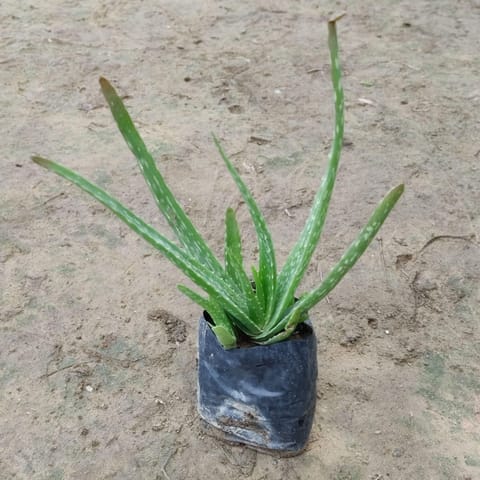 Aloe Vera Plant in 4 inch Nursery Bag