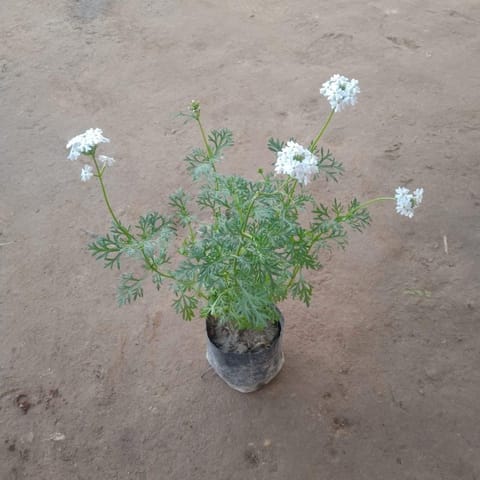 Verbena White (All Season) in 4 inch Nursery Bag