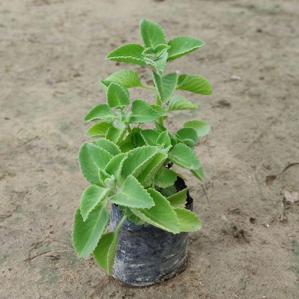 Buy Ajwain Plant in 4 inch Nursery Bag at Urvann. Choose from 10000
