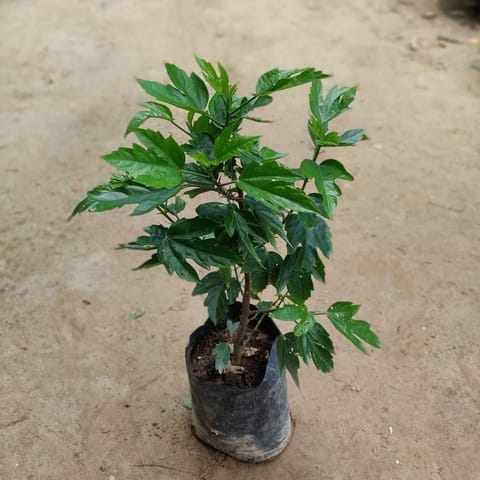 Hybrid Hibiscus / Gudhal (any colour) in 7 Inch Nursery Bag