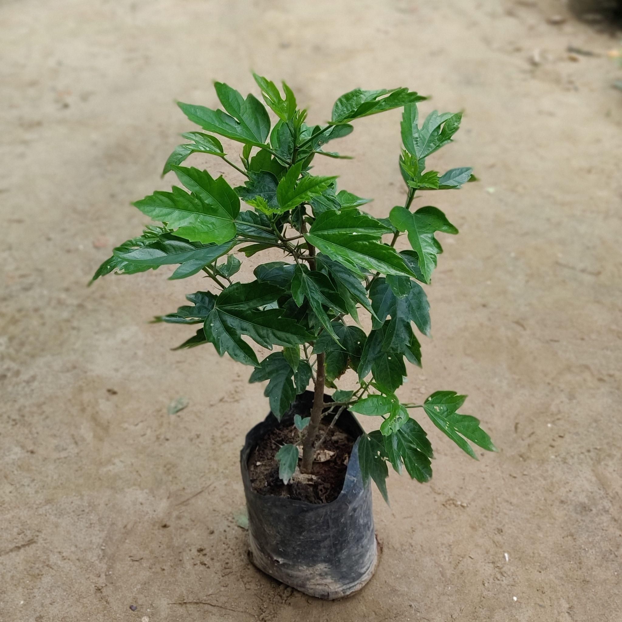 Hybrid Hibiscus / Gudhal (any colour) in 7 Inch Nursery Bag