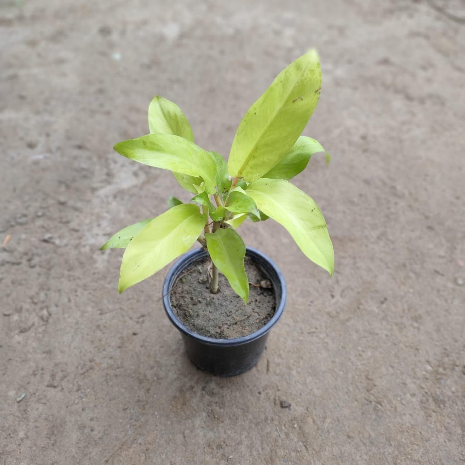 Golden Philodendron in 6 Inch Nursery Pot