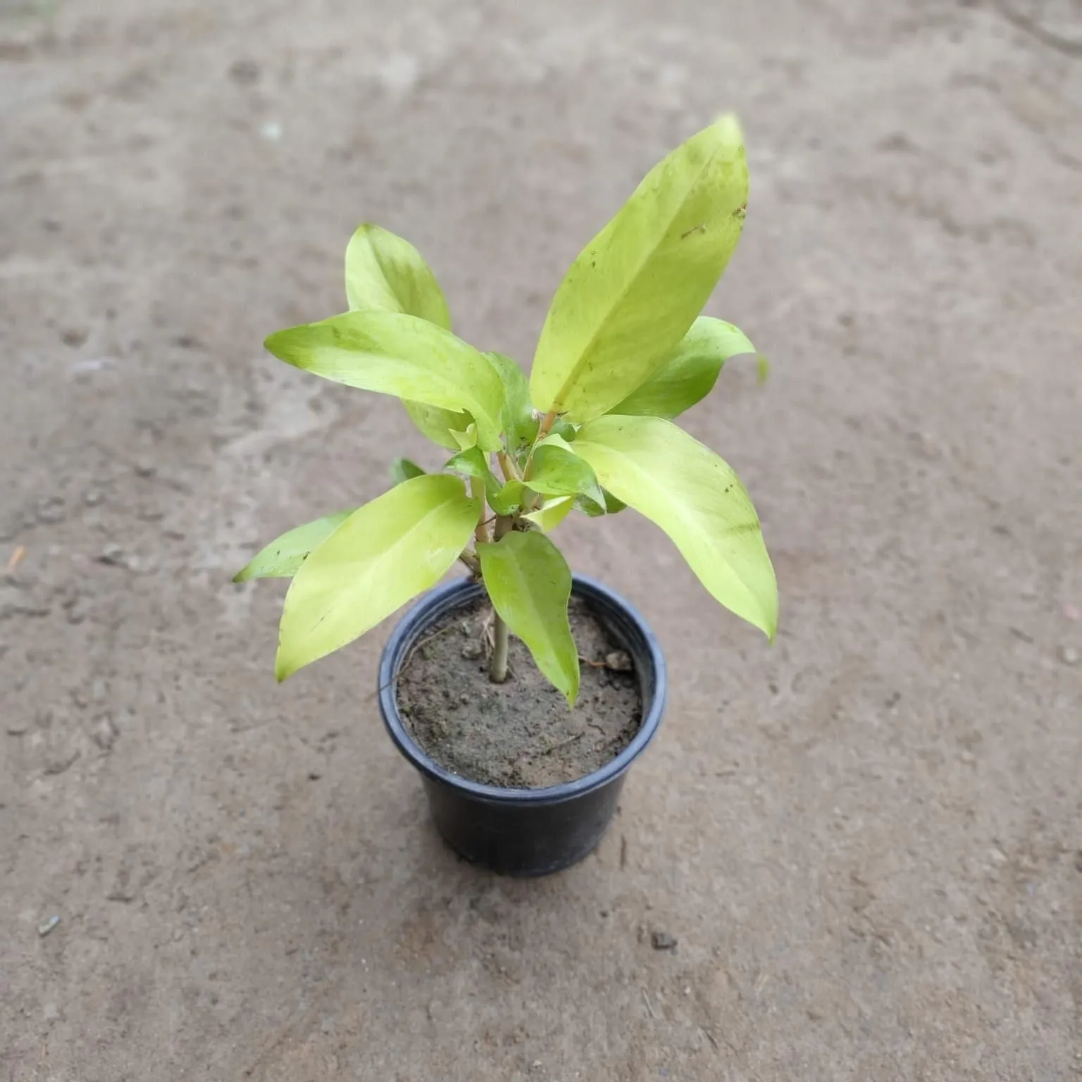 Golden Philodendron in 6 Inch Nursery Pot