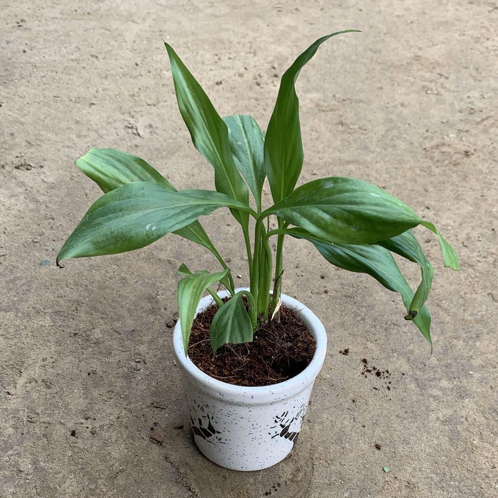Peace Lily in 4 Inch White Glass Ceramic Pot (any design)