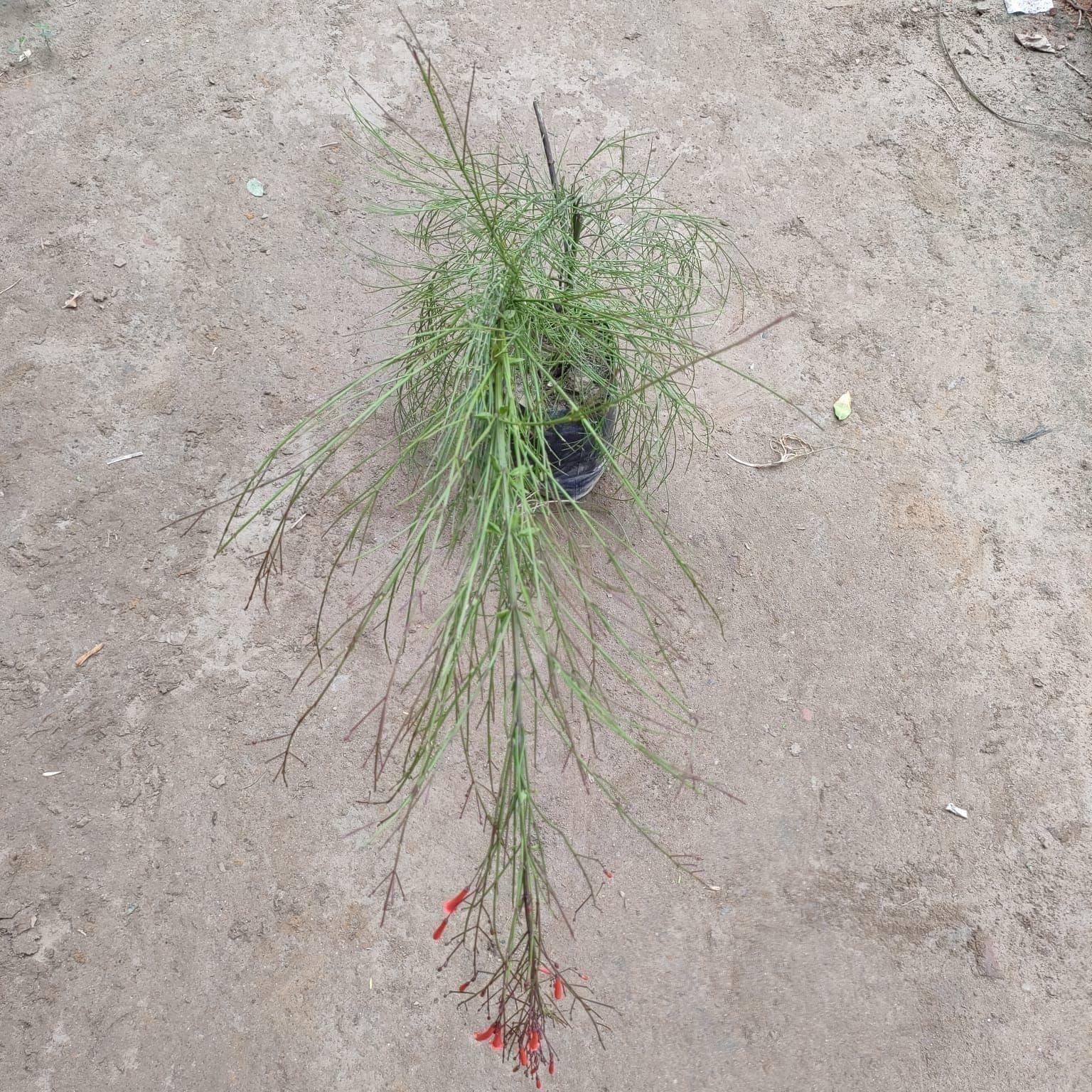 Russeliya / Firecracker (any colour) in 5 Inch Nursery Bag