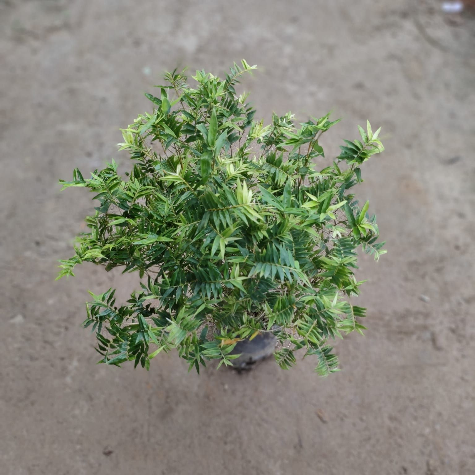 Miniature Bamboo in 6 Inch Nursery pot