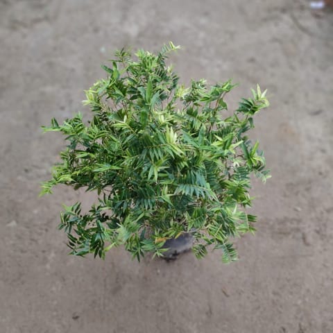 Miniature Bamboo in 6 Inch Nursery pot