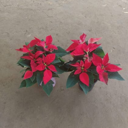 Set of 2 Poinsettia Red Christmas Flower in 6 Inch Nursery Pot