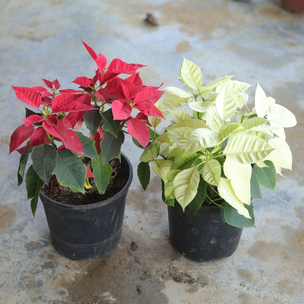 Free Next Day Delivery Set of 2 Poinsettia (Red and White) Christmas