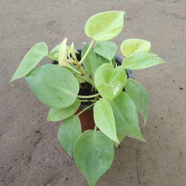 Golden Oxycardium in 4 Inch Nursery Pot