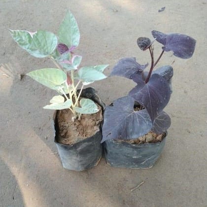 Buy Set of 2 Ipomoea / Sweet Potato Vine (Black & Variegated) in 4 Inch Nursery Bag Online | Urvann.com
