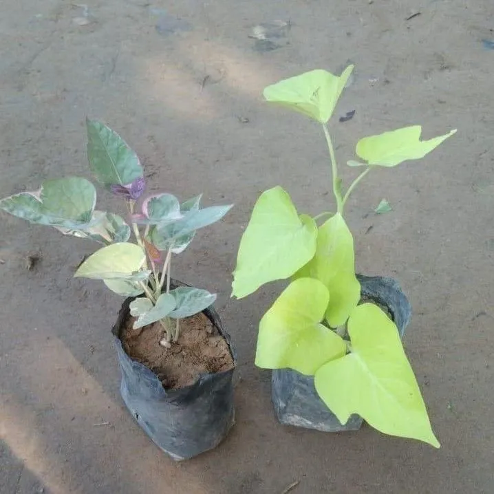 Set of 2 Ipomoea / Sweet Potato Vine (Variegated & Golden) in 4 Inch Nursery Bag