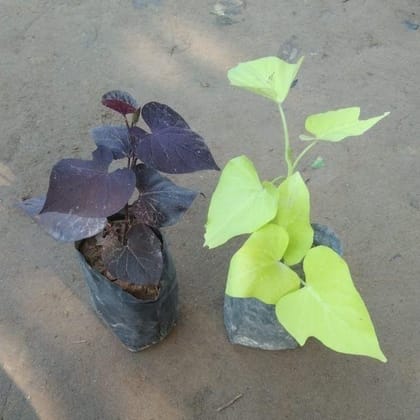 Buy Set of 2 Ipomoea / Sweet Potato Vine (Black & Golden) in 4 Inch Nursery Bag Online | Urvann.com