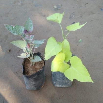 Buy Set of 2 - Ipomoea / Sweet Potato Vine (Golden & Variegated) 4 Inch Nursery Bag Online | Urvann.com