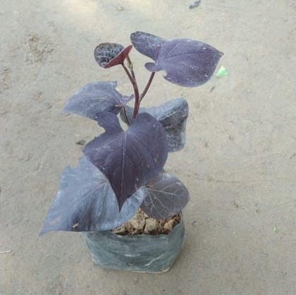 Buy Ipomoea / Sweet Potato Vine Black in 4 Inch Nursery Bag Online | Urvann.com