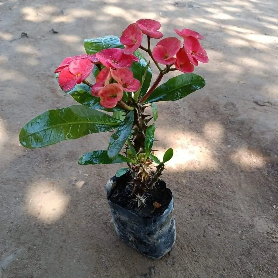 Pink Euphorbia Milli in 4 Inch Nursery Bag