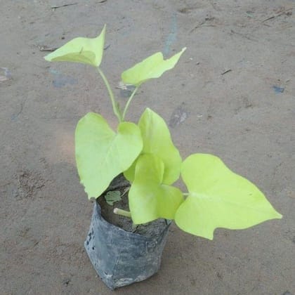 Buy Golden Ipomoea / Sweet Potato Vine in 4 Inch Nursery Bag Online | Urvann.com