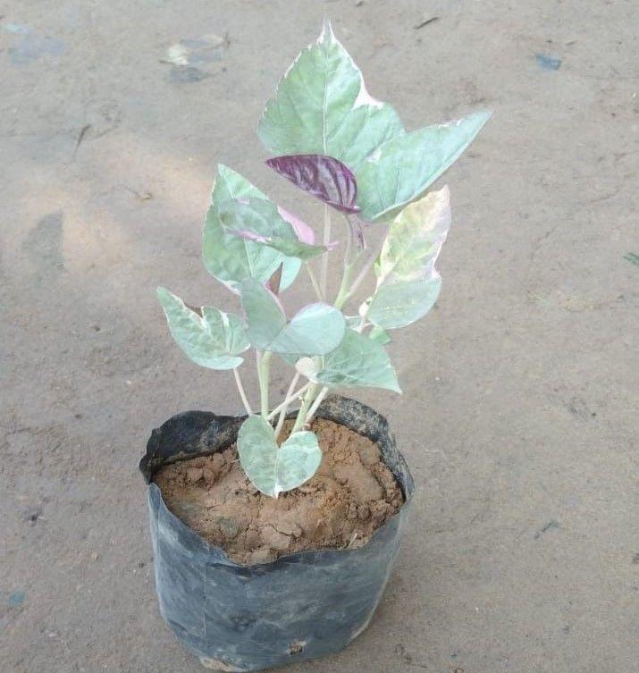 Ipomoea / Sweet Potato Vine Variegated in 4 Inch Nursery Bag