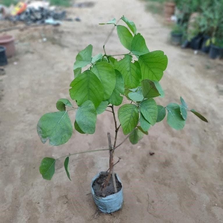 Buy Palas /Sacred Plant in 6 Inch Nursery Bag Online | Urvann.com Palas /Sacred Plant in 5 inch Nursery Bag