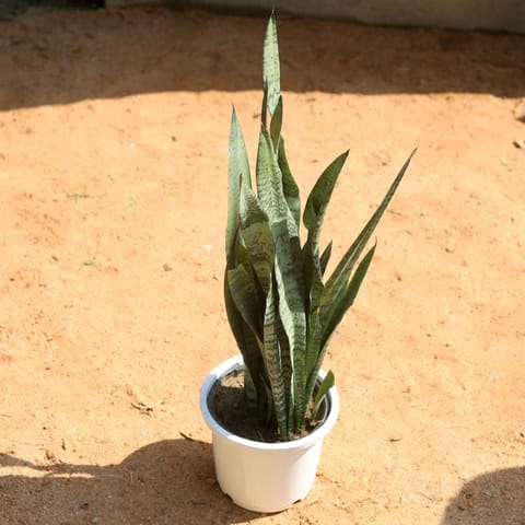 Green Snake Plant in 8 Inch White Nursery Pot