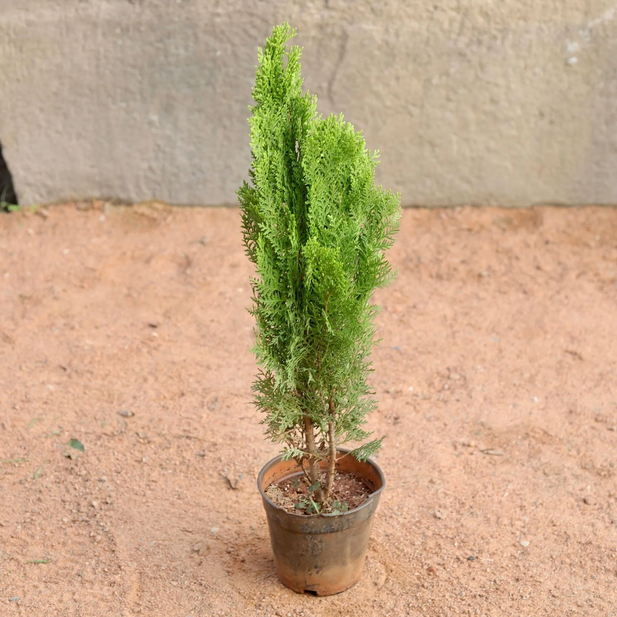 Golden Mor Pankhi (~1-2 ft) in 6 Inch Nursery Pot