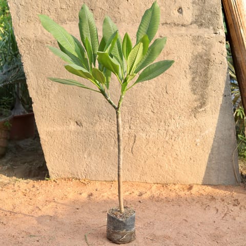 Red Champa in 8 Inch Nursery Bag