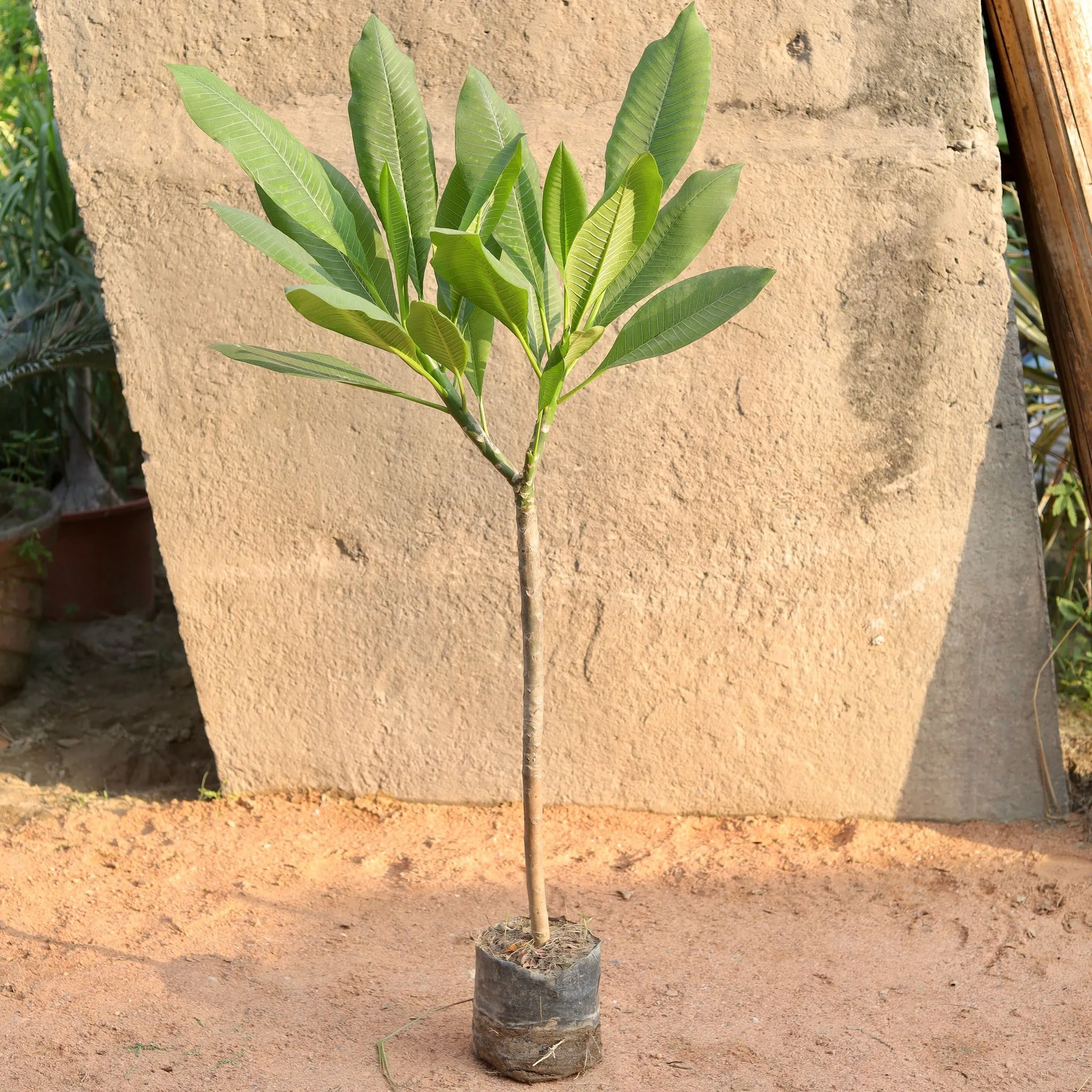 Red Champa in 8 Inch Nursery Bag