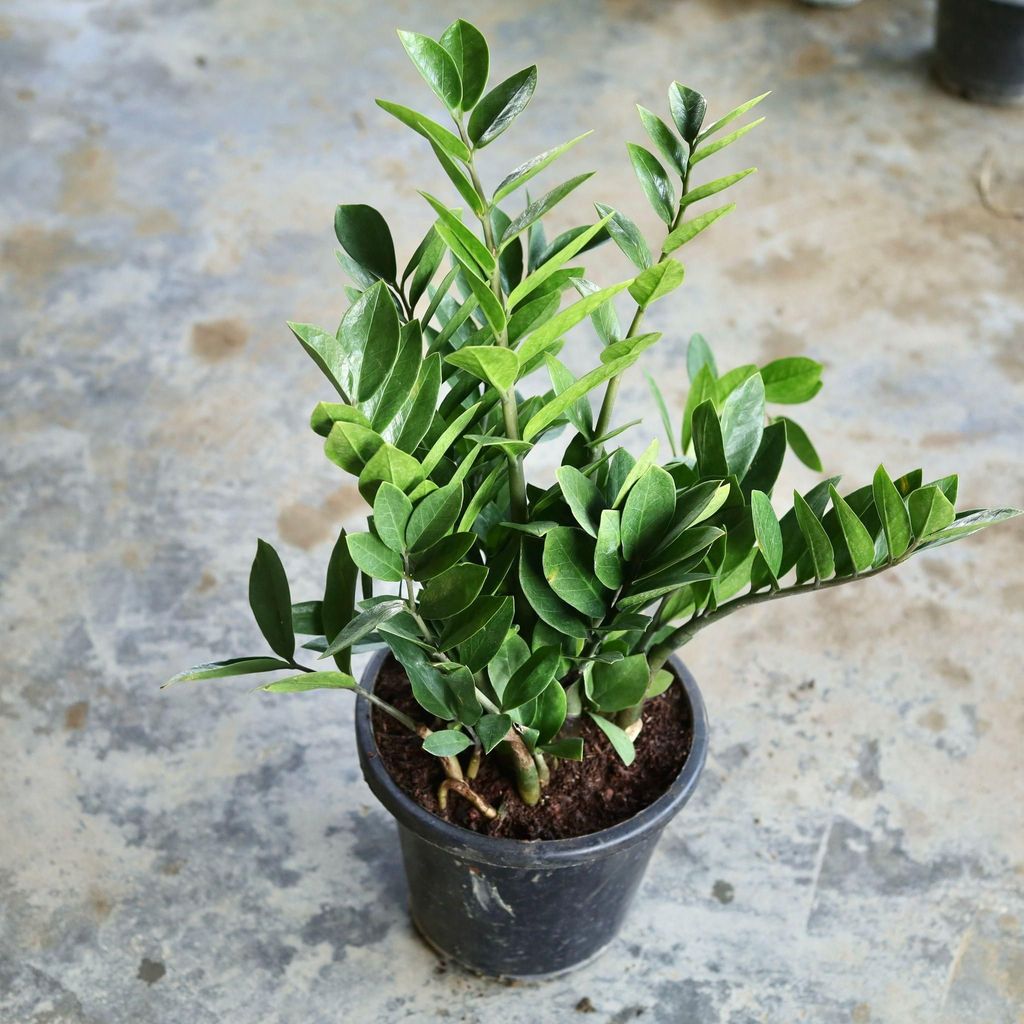 ZZ Plant in 10 Inch Nursery Pot ZZ Plant in 10 Inch Nursery Pot