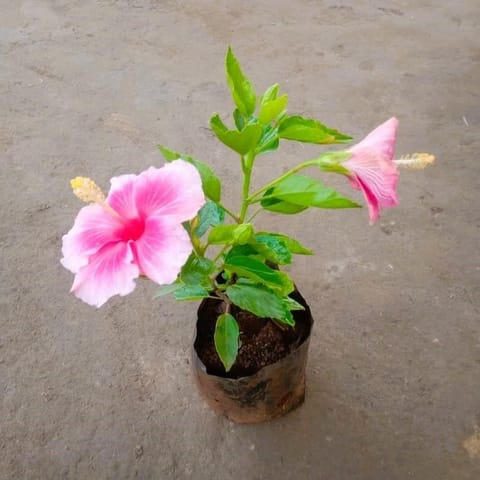 Hibiscus / Gudhal (any colour) in 6 Inch Nursery Bag