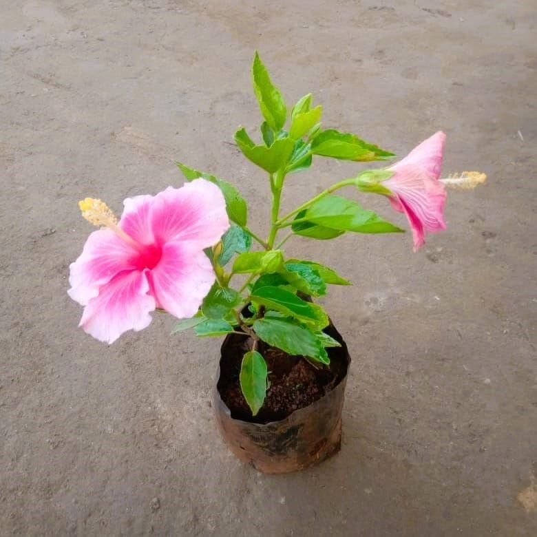 Hibiscus / Gudhal (any colour) in 6 Inch Nursery Bag