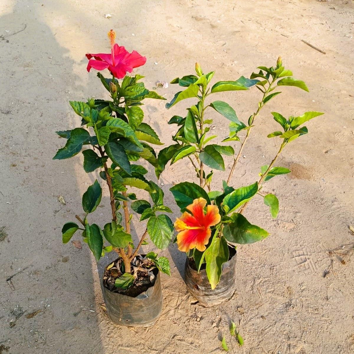 Set of 2 - (any colour) Hibiscus / Gudhal in 8 Inch Nursery Bag
