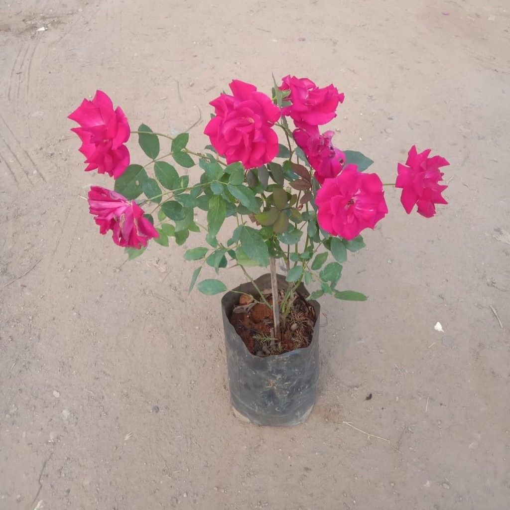 Kashmiri Pink Rose in 7 Inch Nursery Bag