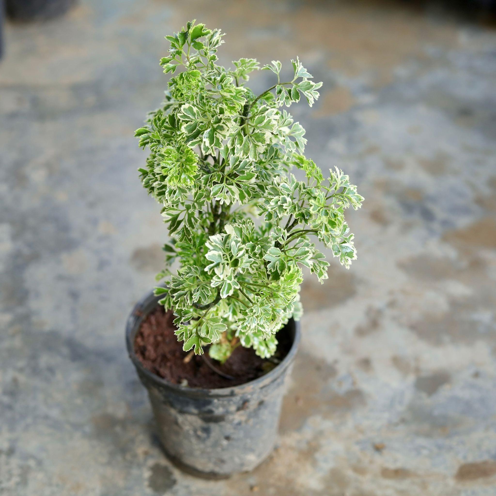 Variegated dwarf Aralia in 5 Inch Nursery Pot