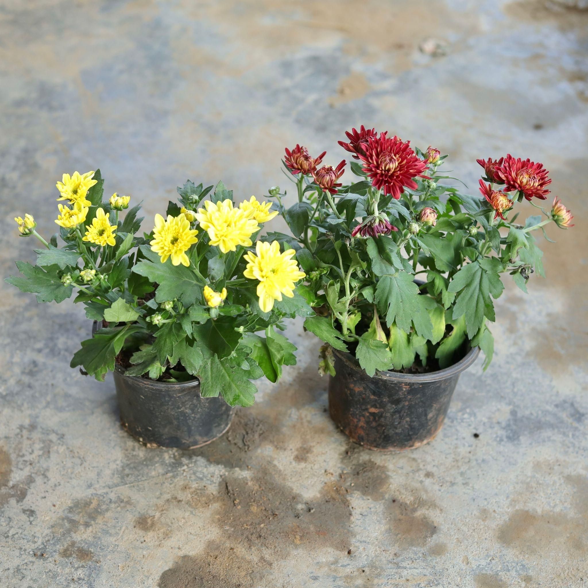 Set of 2 - Chrysanthemum (Any Colour) in 5 Inch Nursery Pot