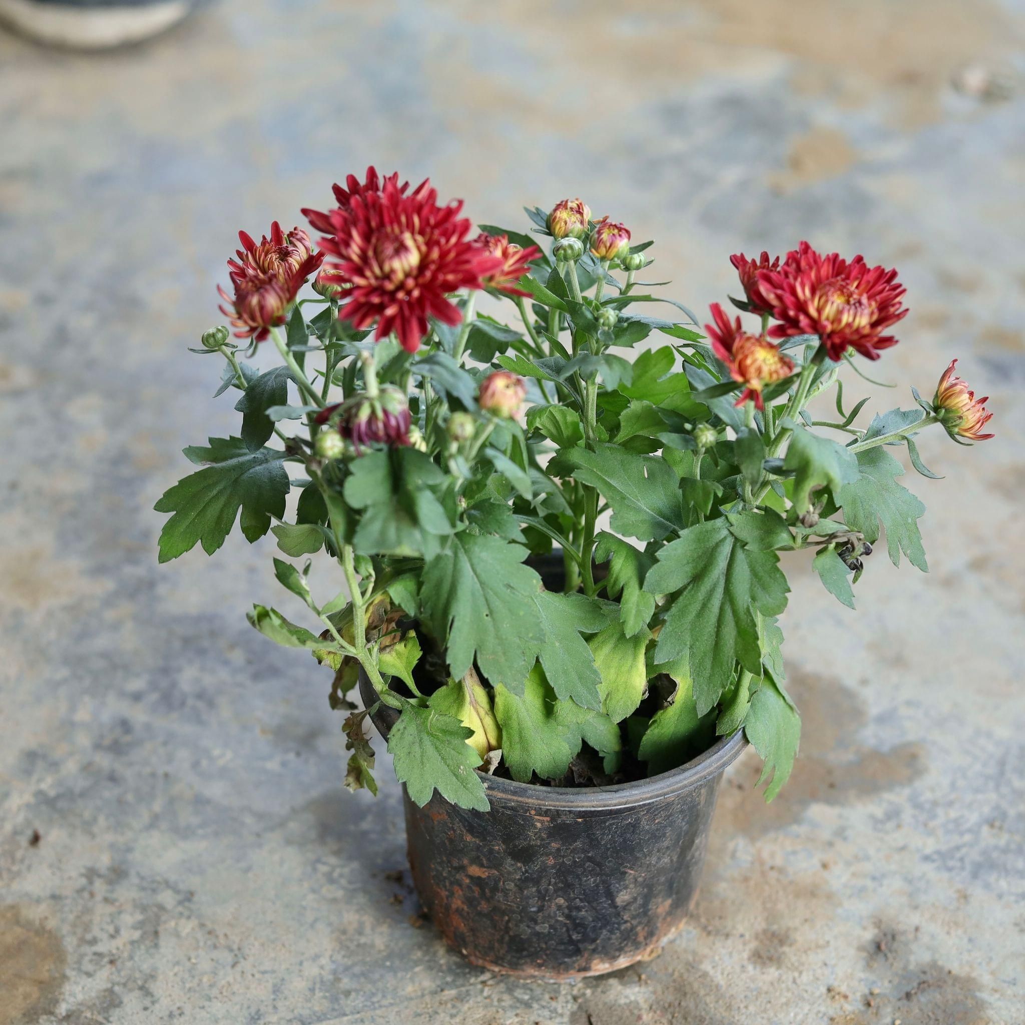 Chrysanthemum double (any colour) in 6 Inch Nursery Pot